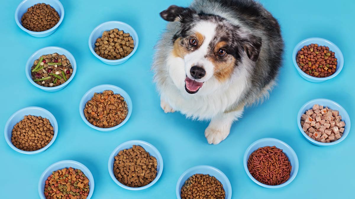 best dog foof for puppies