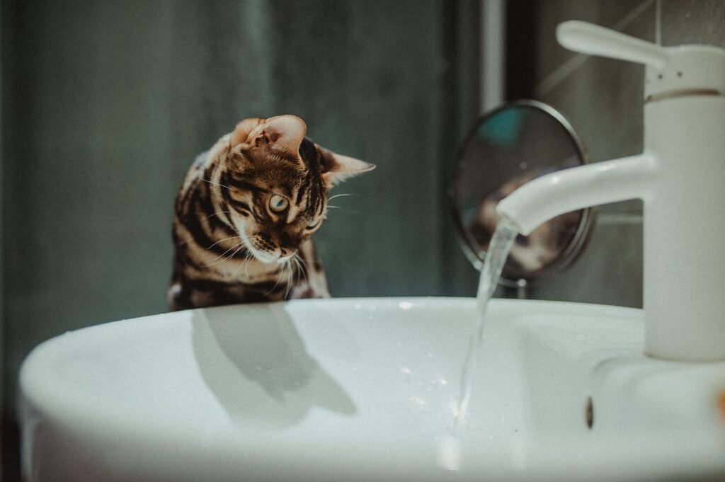Bengal cat attentively watching water flowing from a bathroom faucet