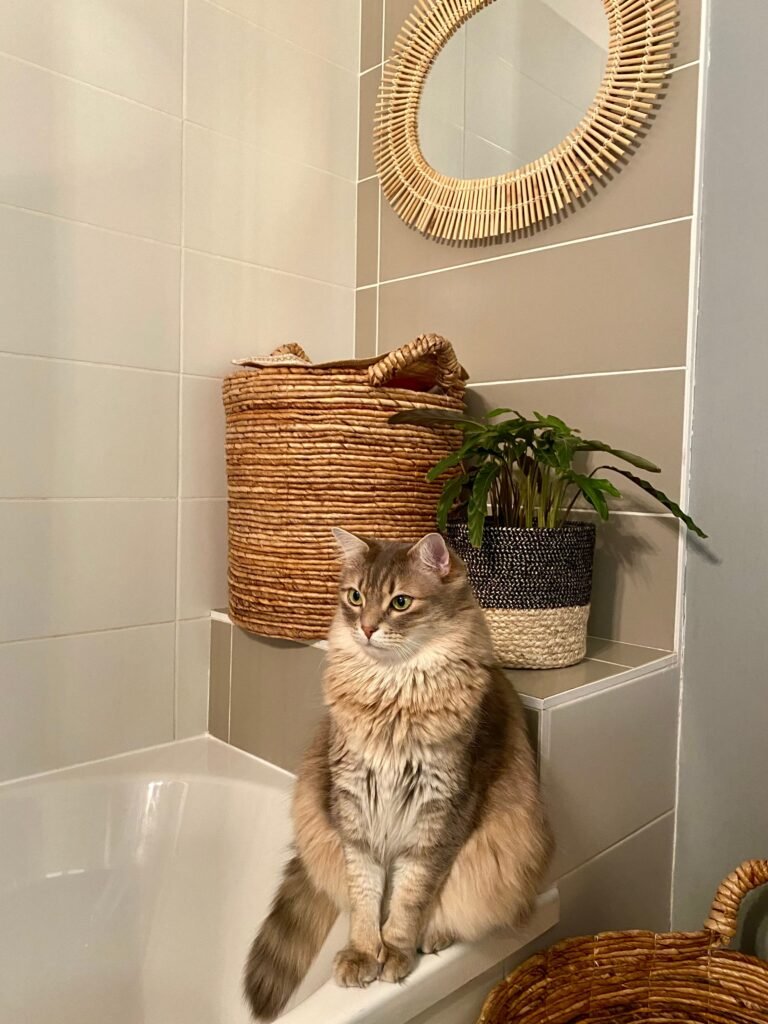 Fluffy tabby cat sitting on the edge of a bathtub in a stylish bathroom