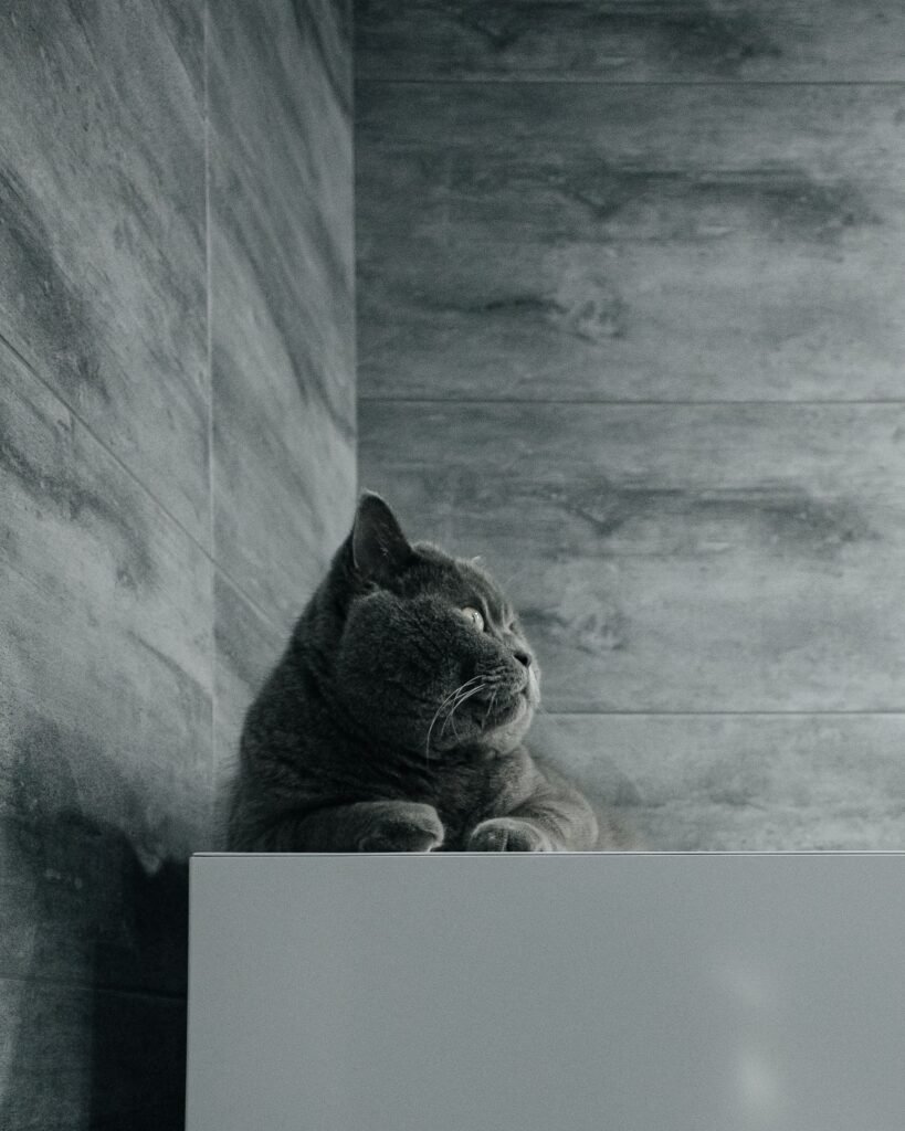Gray cat sitting on a white surface in a marble-tiled bathroom