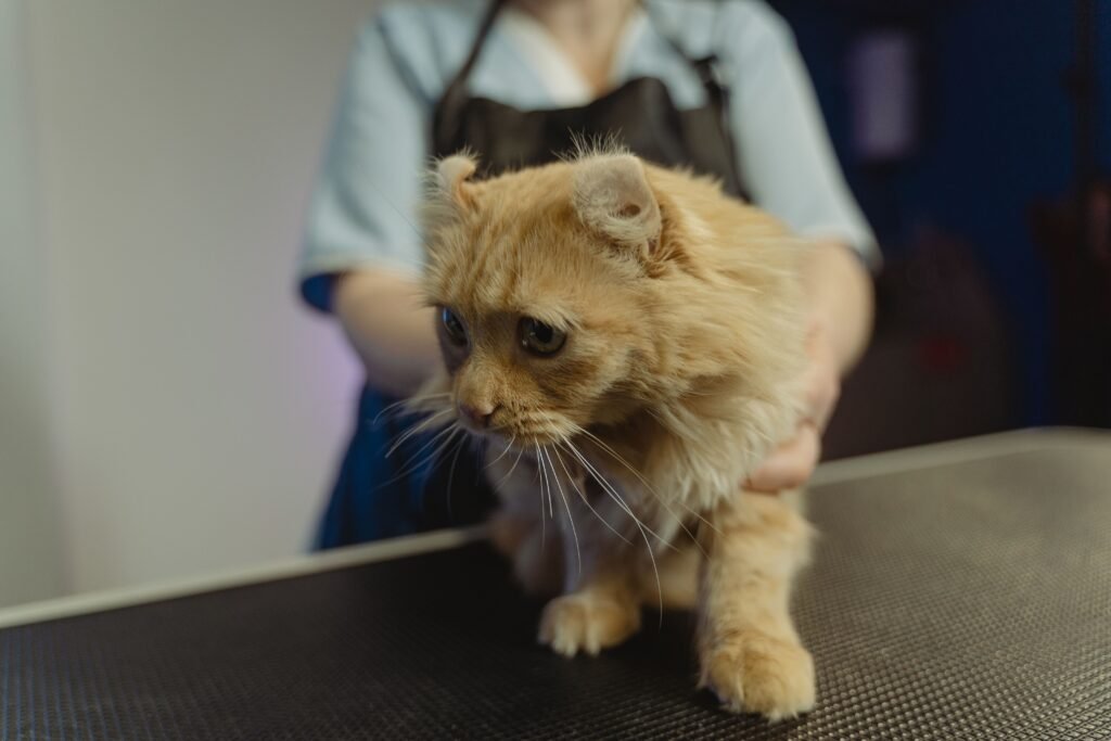 Veterinarian gently holding a ginger tabby cat on an examination table
