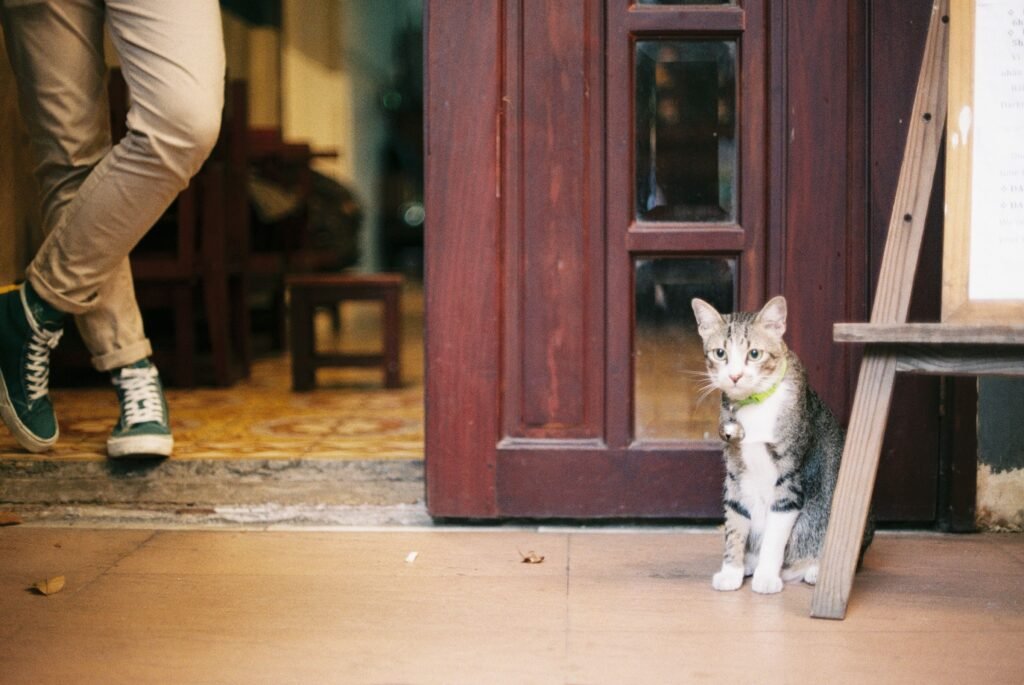Why does my cat wait outside my bedroom door — domestic cat sitting by a wooden door with a person's legs nearby indoors