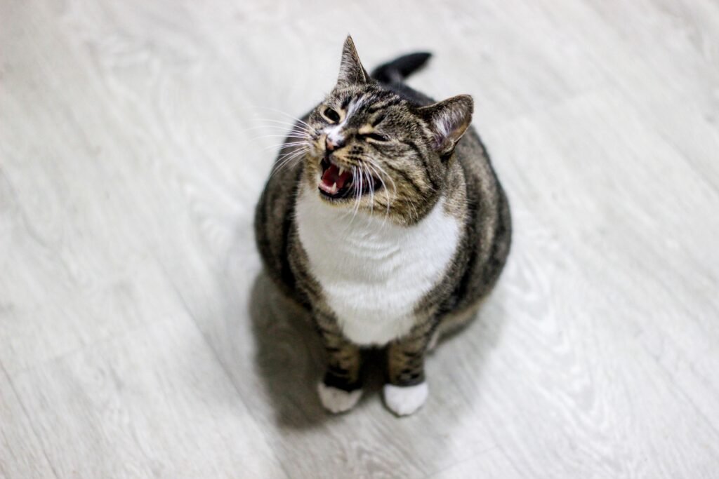Close-up of a tabby cat with white chest meowing on a wooden floor