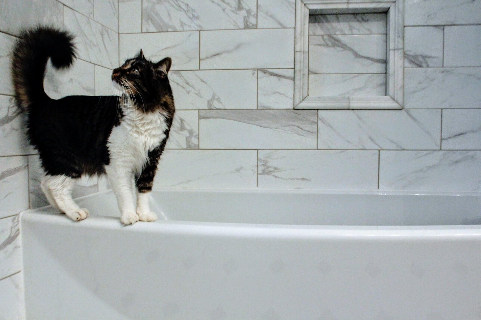 A black and white cat standing on a marble bathtub