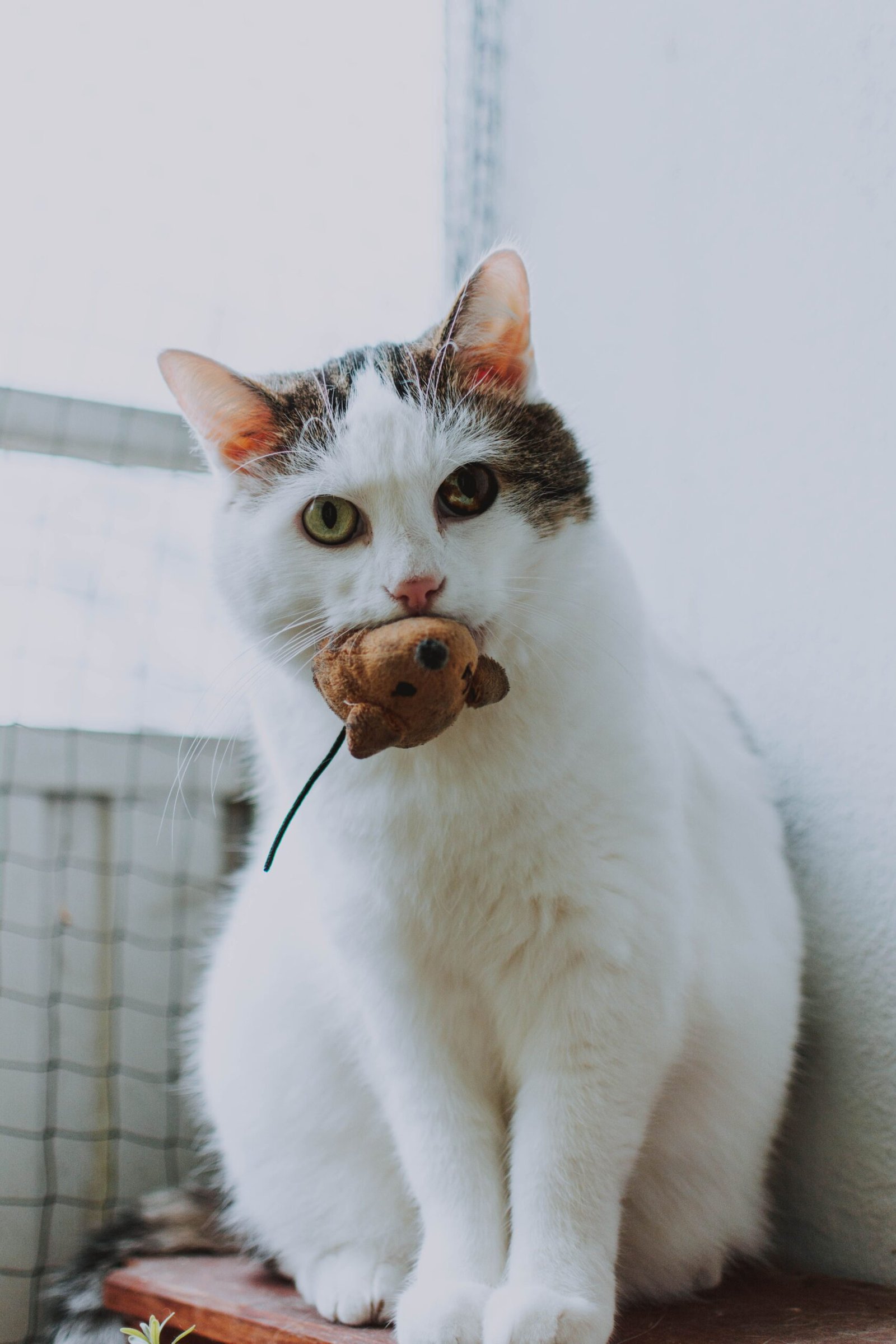Cute domestic cat indoors holding a small toy mouse