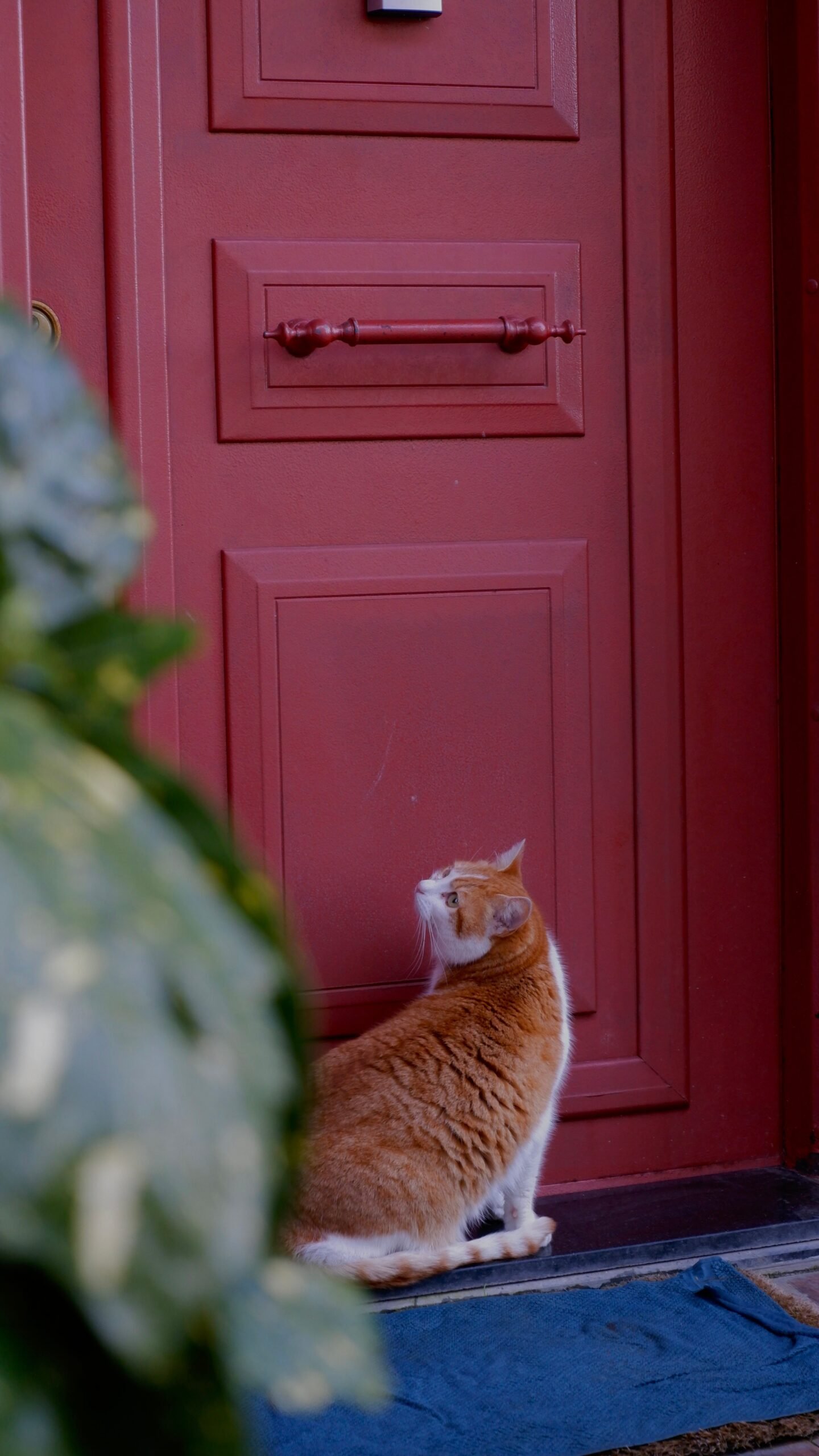 Ginger cat patiently sitting beside a red front door