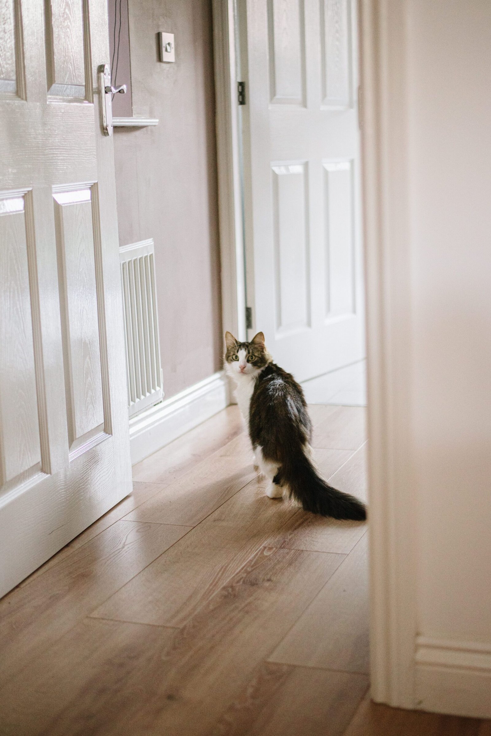Fluffy cat with a long tail strolling through a hallway