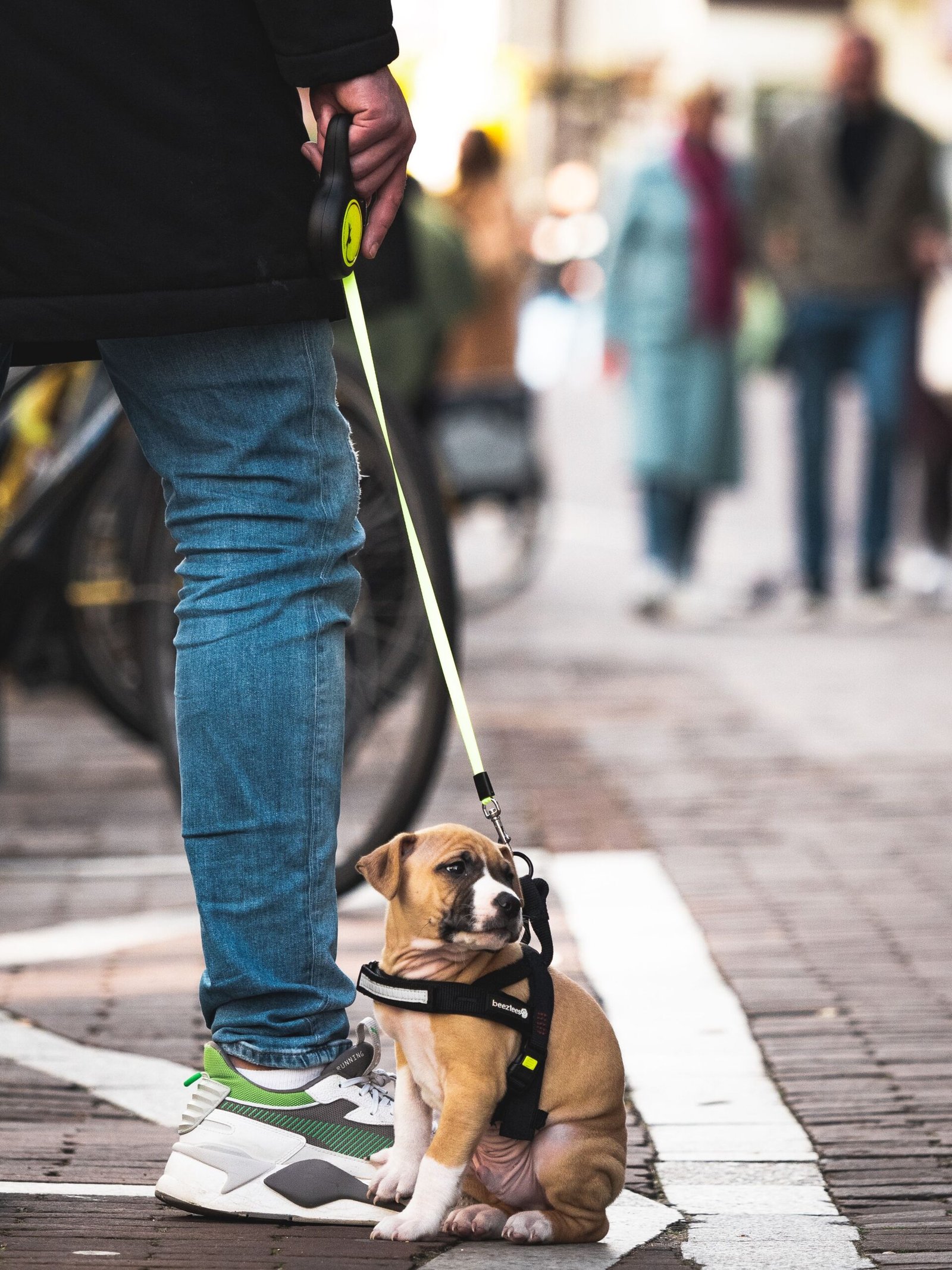 Charming puppy on a leash waiting patiently on a street