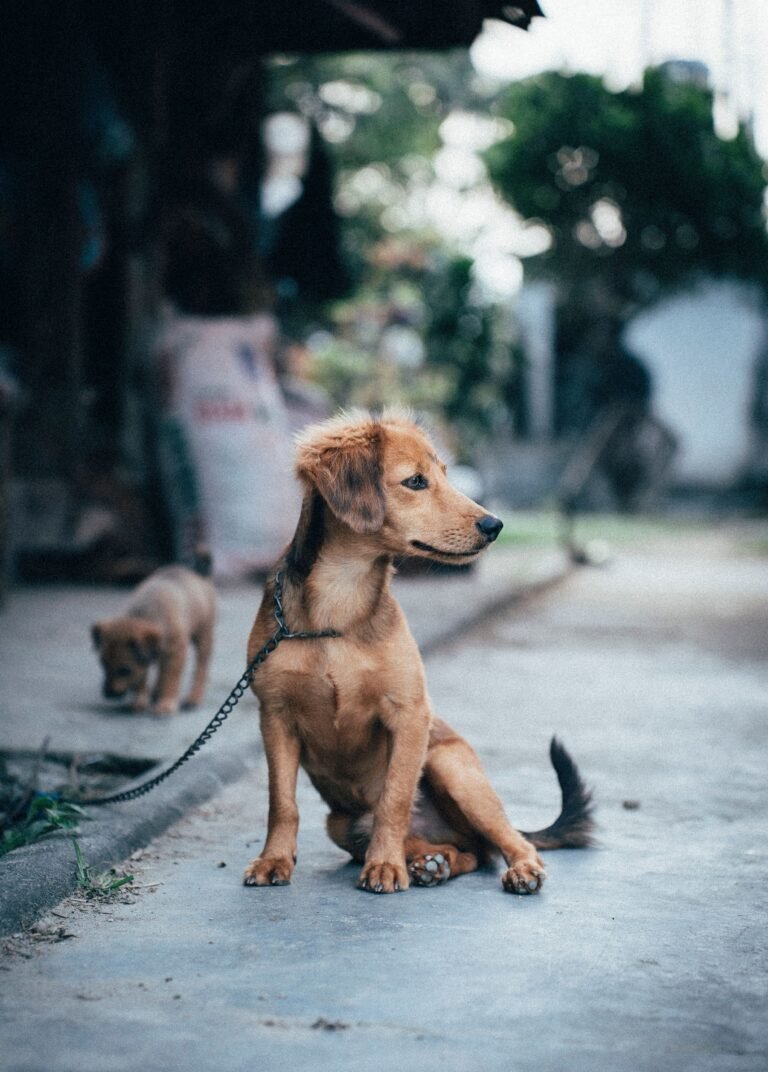 Adorable puppy sitting on a leash in an urban setting