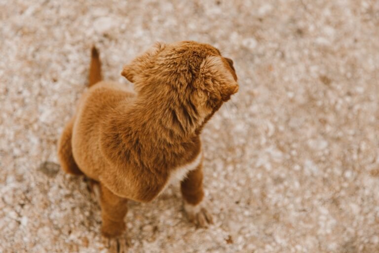 Cute brown puppy sitting on a path and looking back