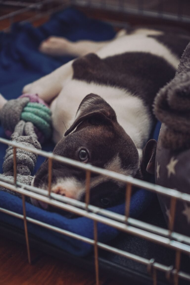 Adorable puppy lying in a crate surrounded by toys