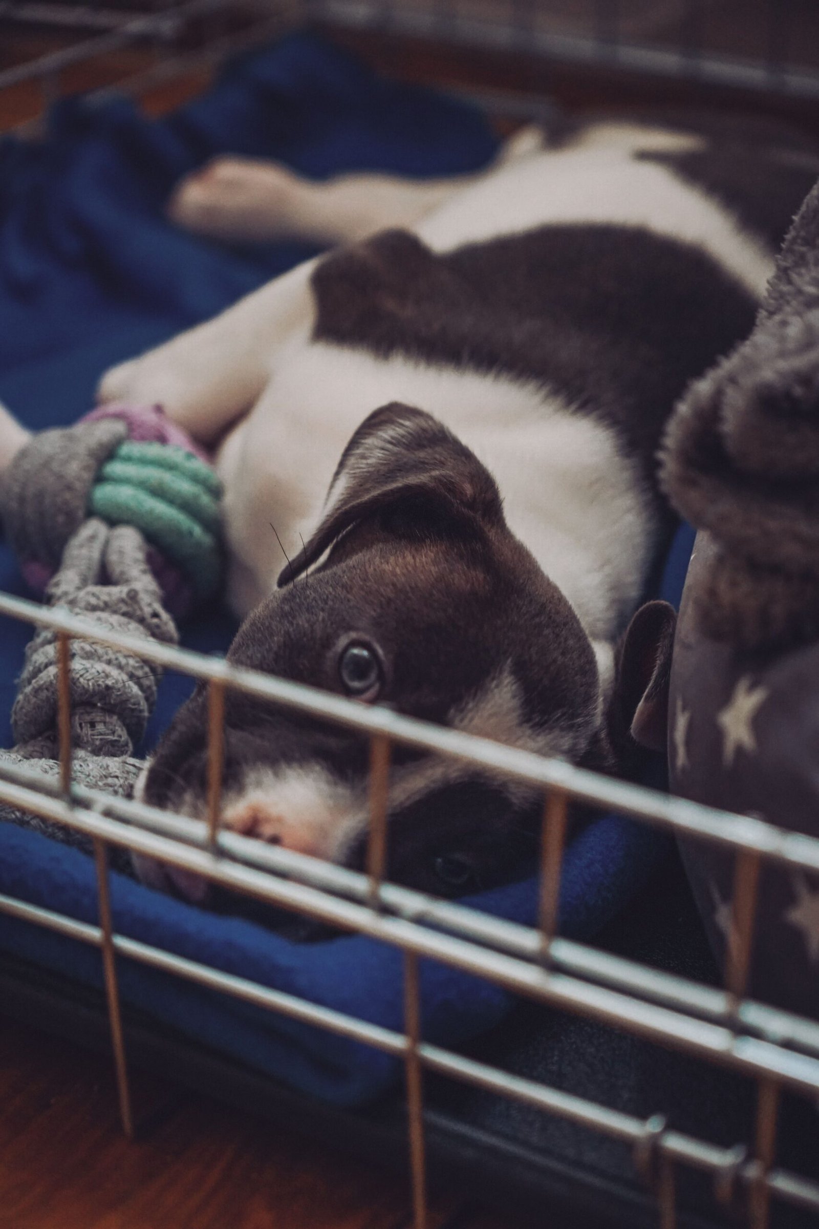 Adorable puppy lying in a crate surrounded by toys