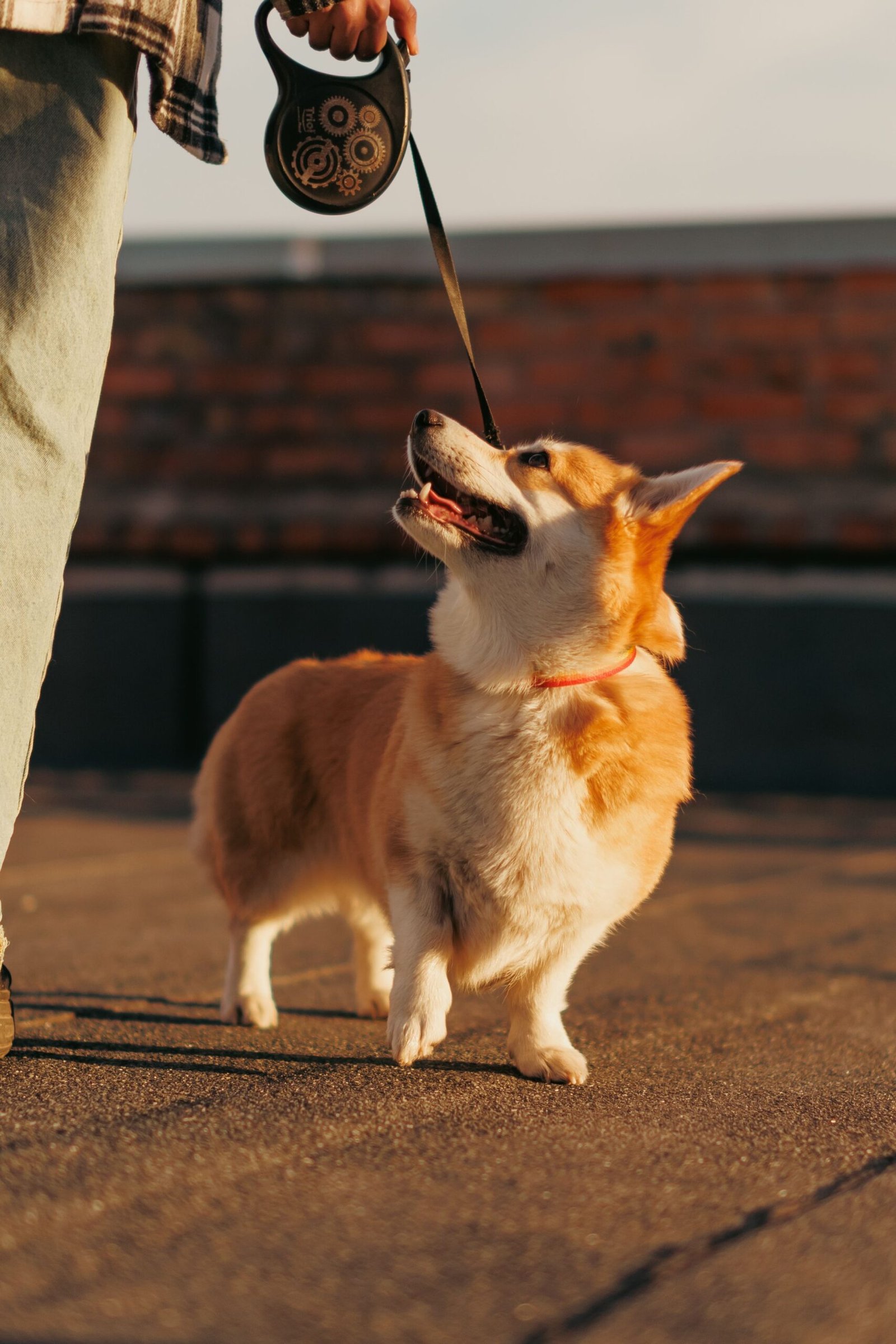 Joyful Corgi on a leash looking up at its owner