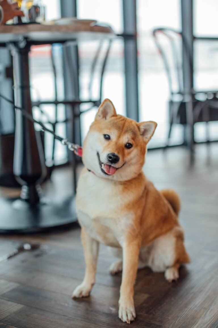 Charming Shiba Inu sitting indoors with a leash attached