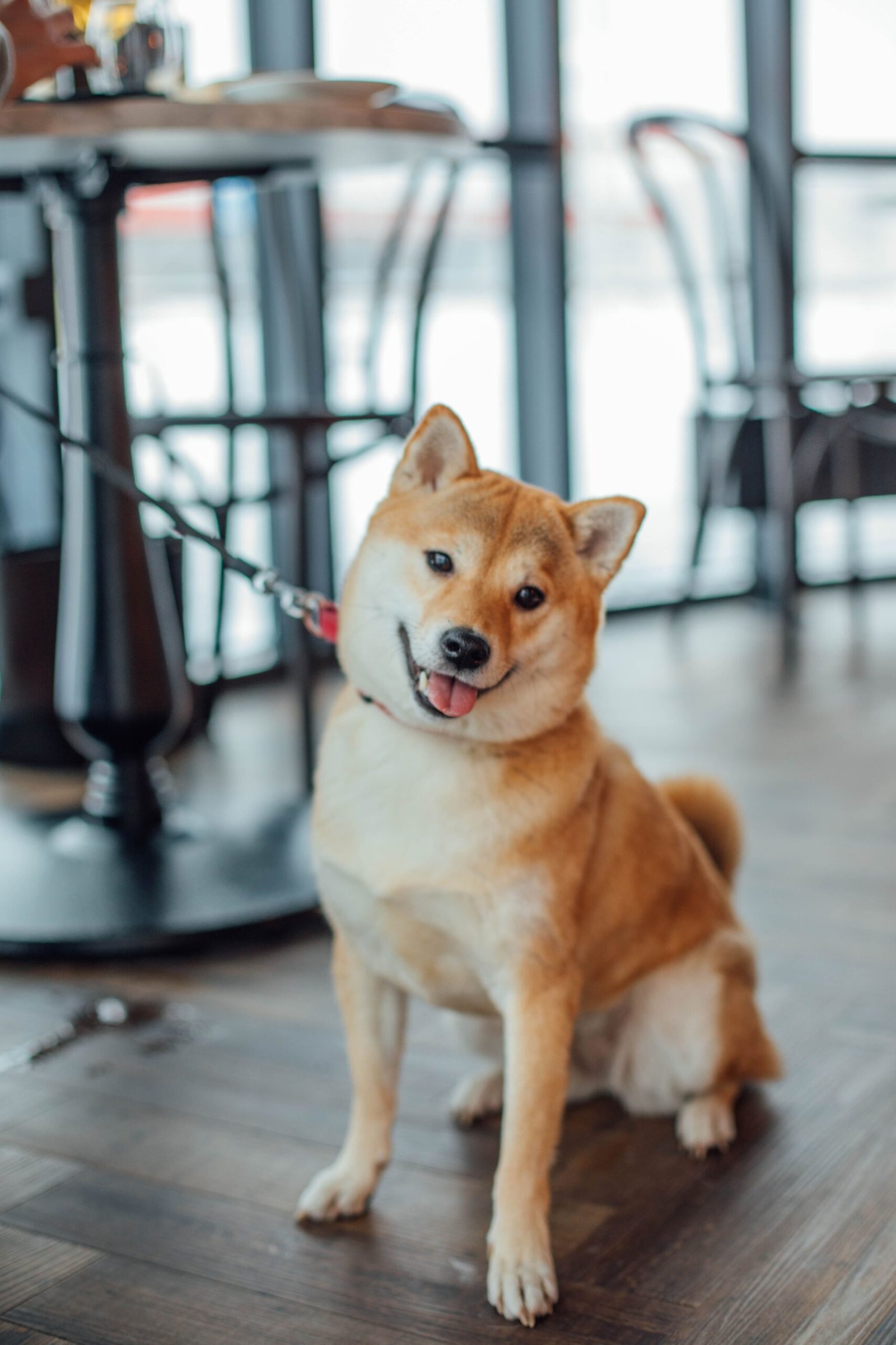 Charming Shiba Inu sitting indoors with a leash attached