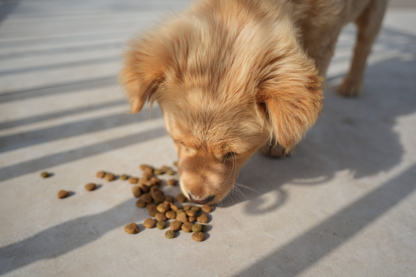 Adorable golden puppy eating kibble outdoors on a sunny day