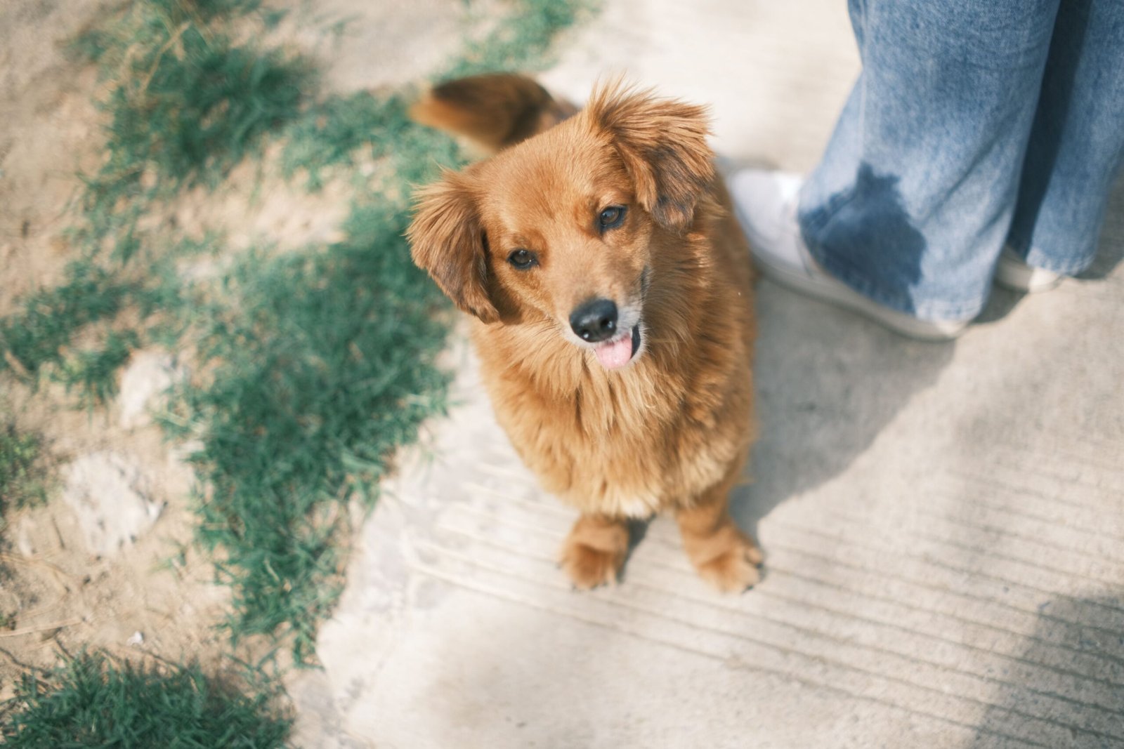 Golden retriever puppy sitting on pavement beside a person's legs