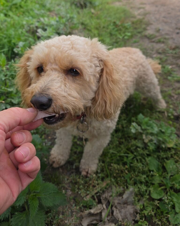 Curly-haired poodle happily munching on a treat in a garden