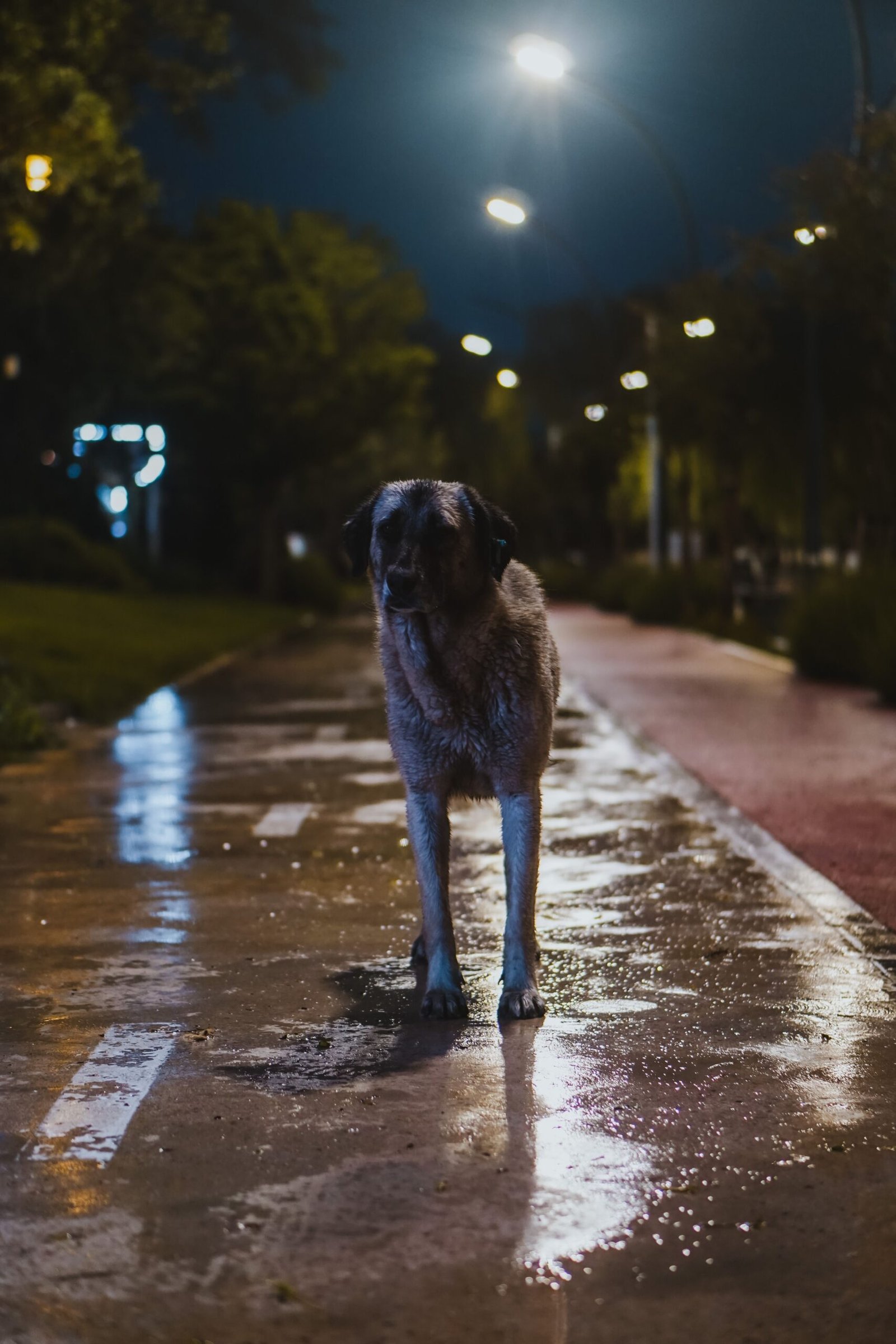 A stray dog standing on a wet sidewalk at night