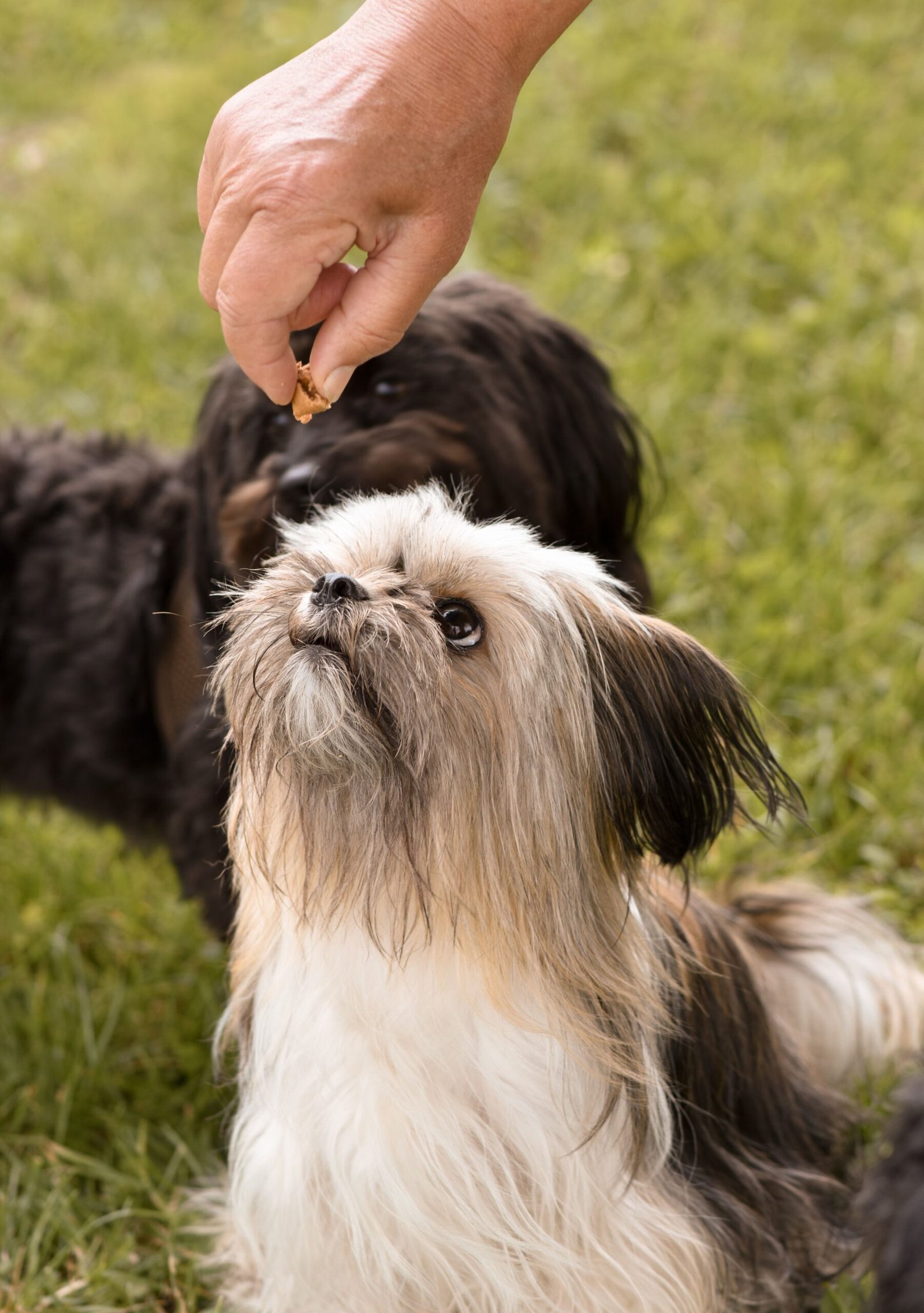 Cute Shih Tzu puppy sitting and looking up at a treat