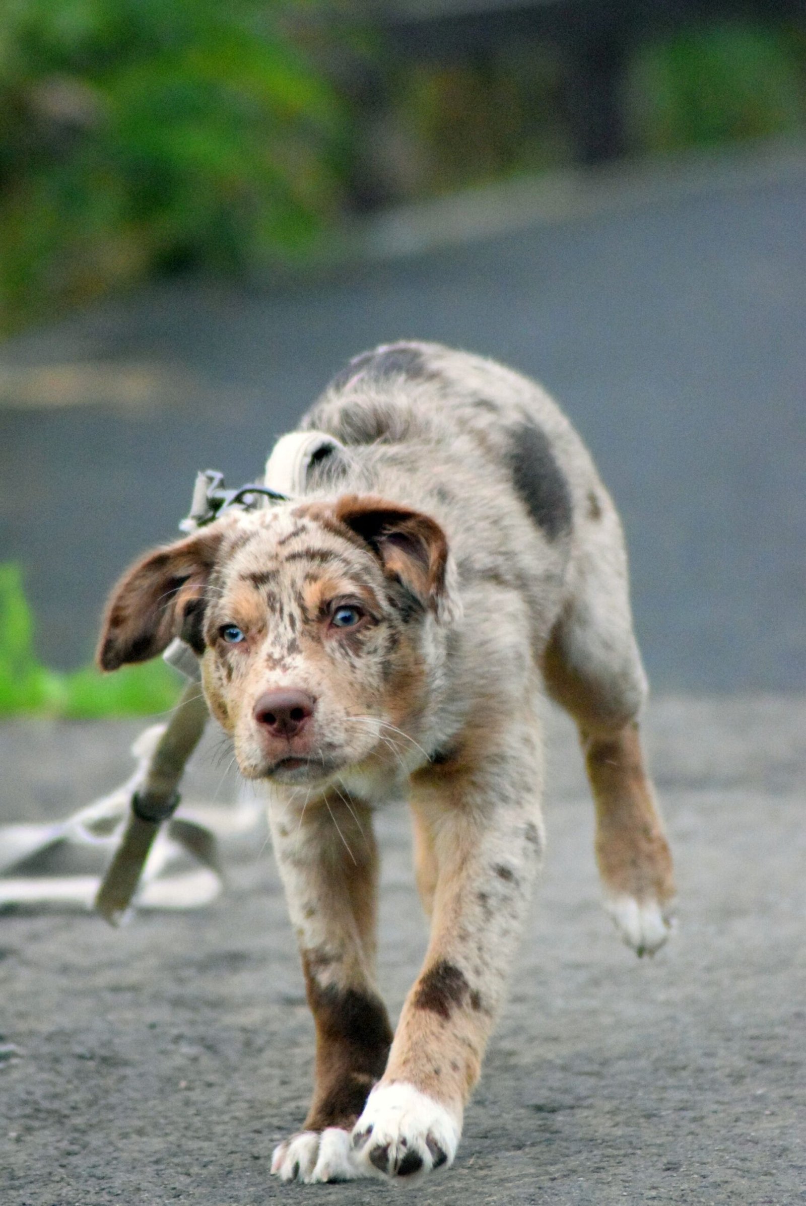 Vibrant Australian Shepherd puppy walking outdoors on a leash