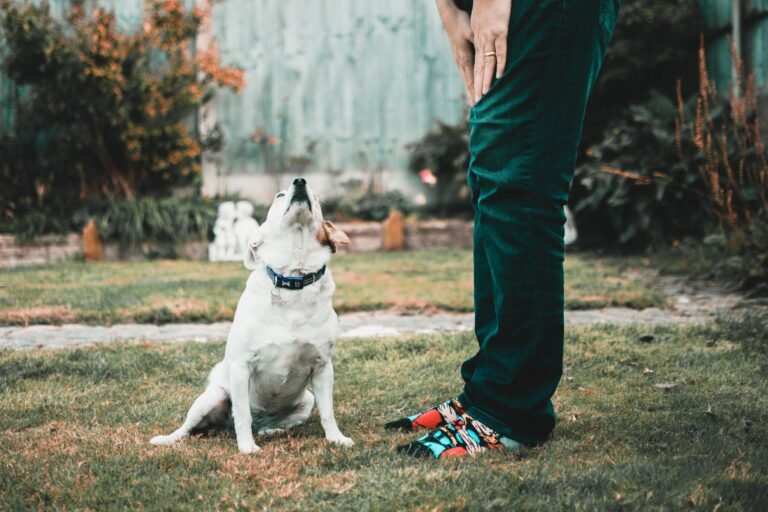 Charming Jack Russell Terrier looking up at its owner