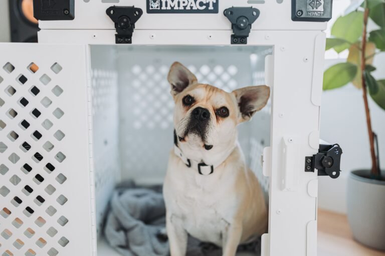 French Bulldog sitting inside a dog crate at home