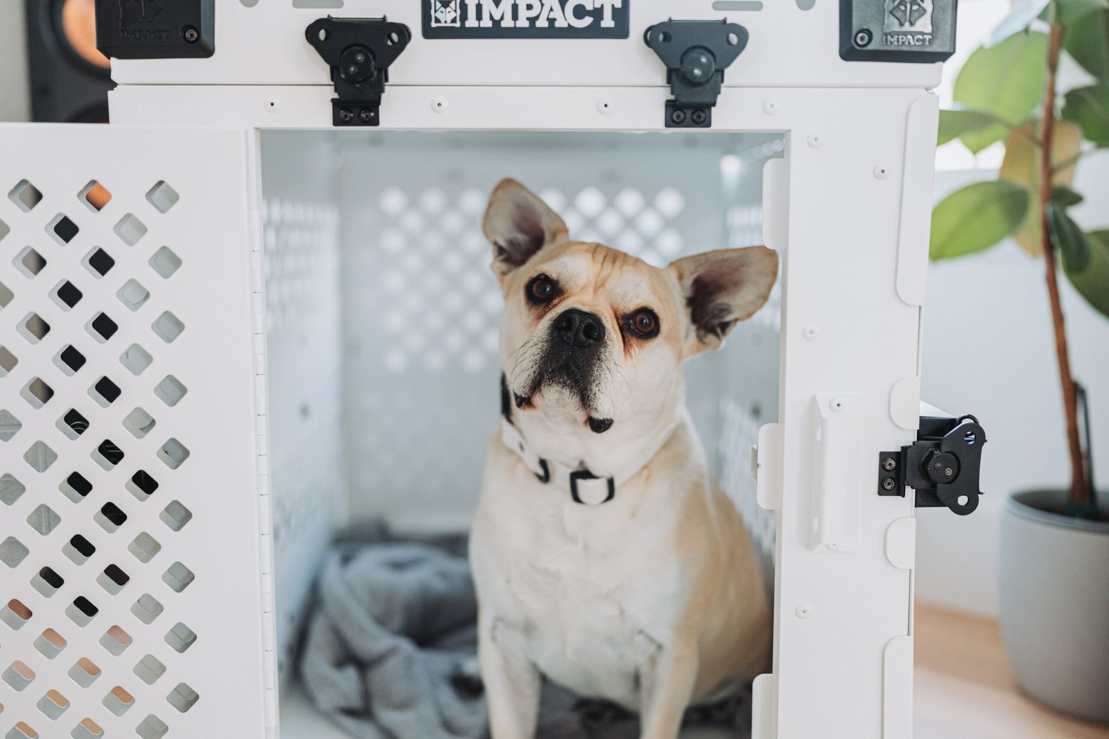 French Bulldog sitting inside a dog crate at home