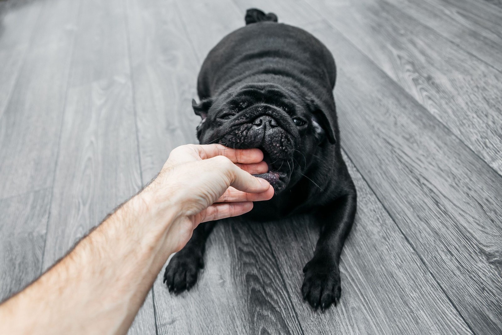 Cute black pug playfully nibbling on a person's hand