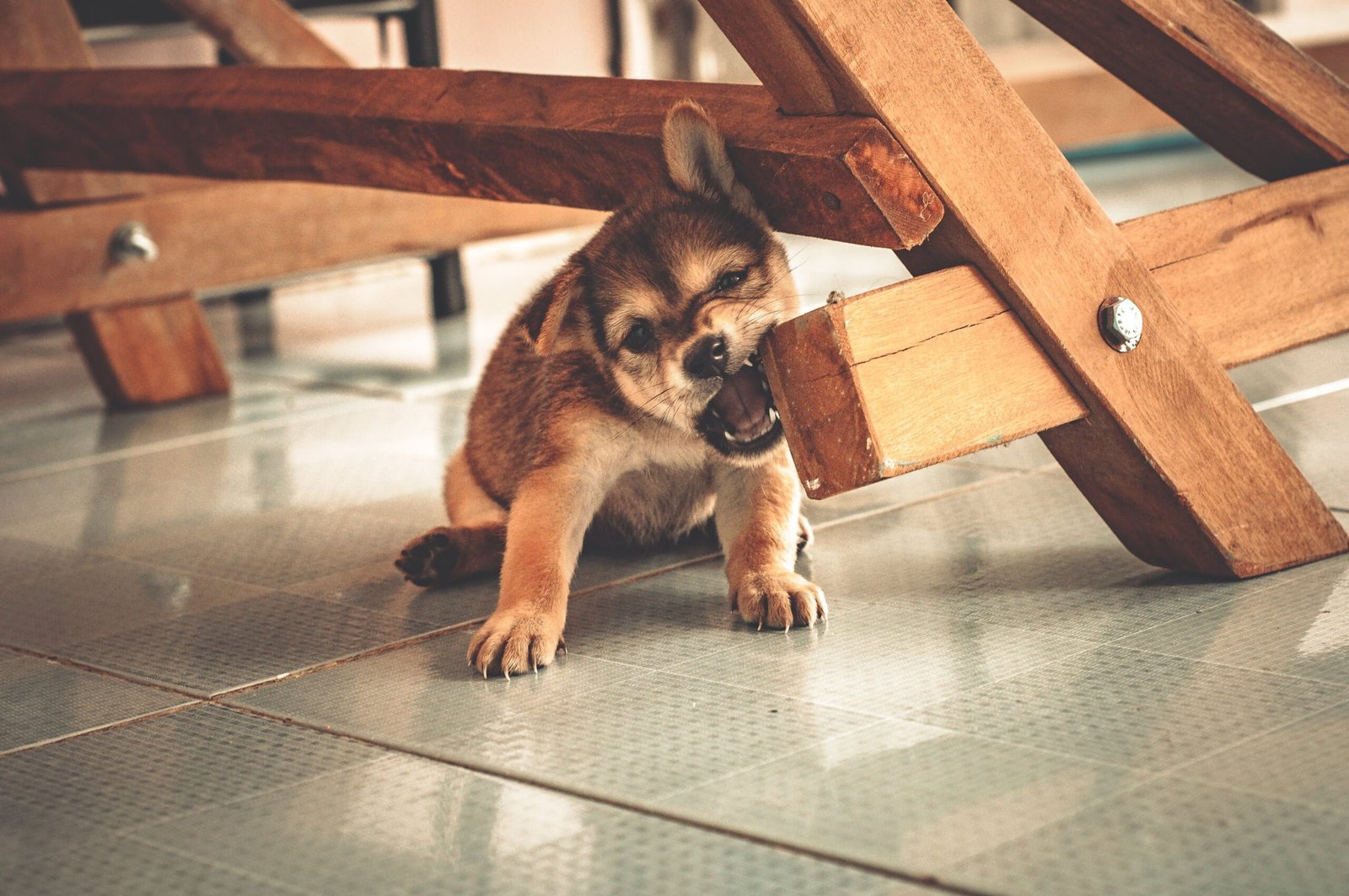 Adorable puppy chewing on wooden furniture while teething