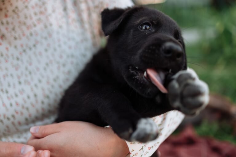 Cute black puppy being held and playfully biting a finger