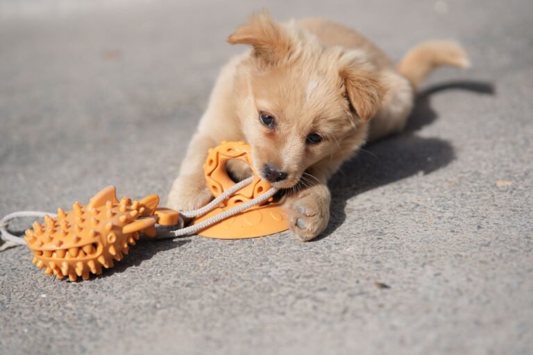 Adorable puppy biting an orange chew toy on concrete