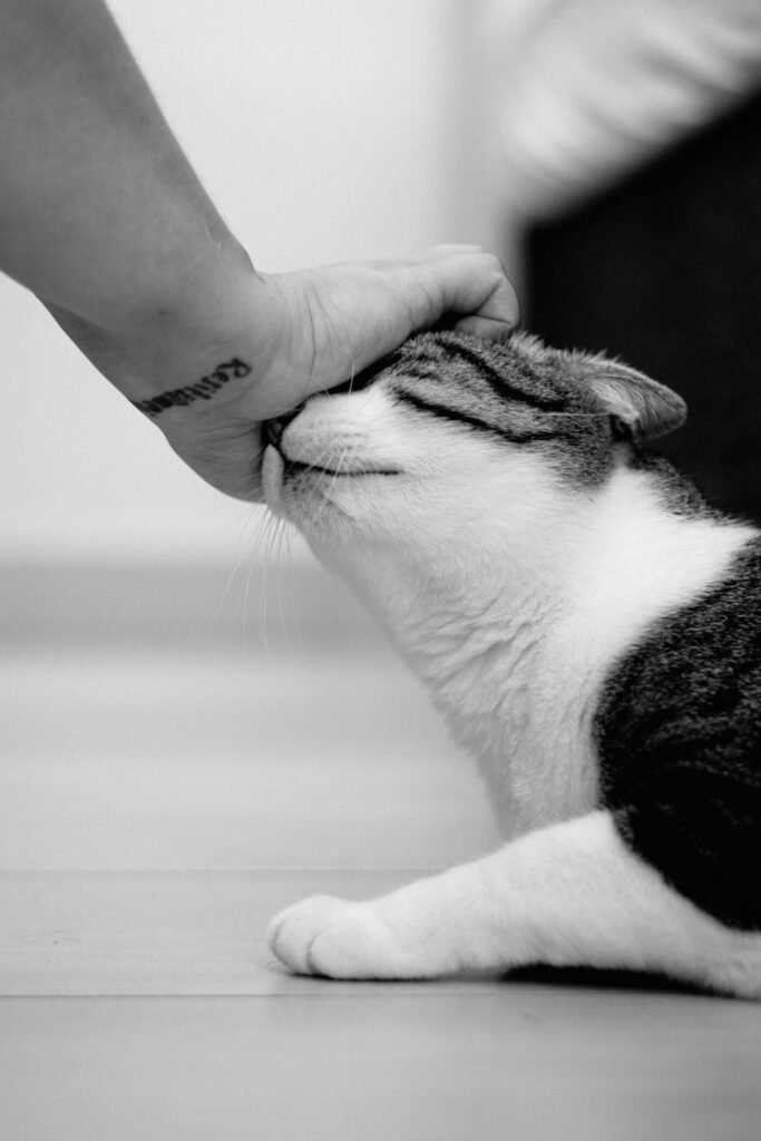 Close-up of a cat nuzzling into a person's hand during a gentle head rub