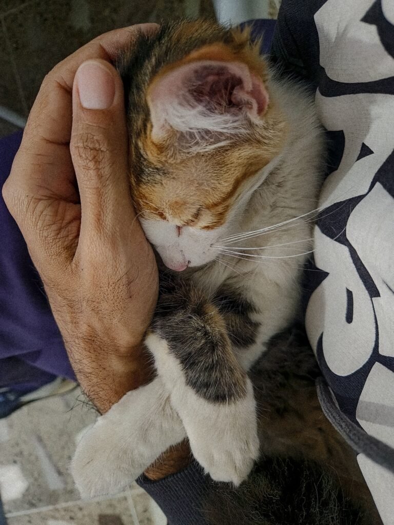 Gray cat sleeping peacefully while being cradled in a person's arms