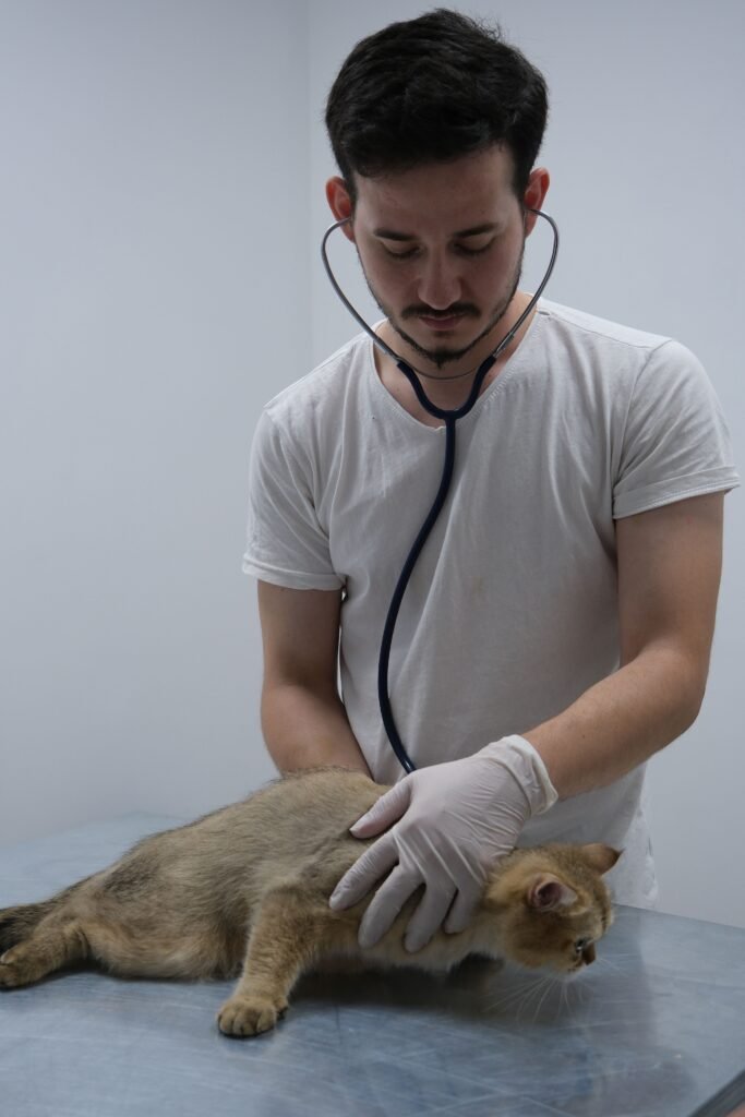 Veterinarian using a stethoscope to examine a cat in a clinic