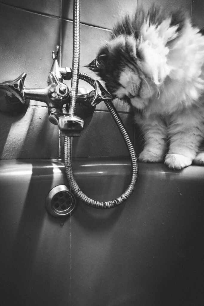Fluffy cat curiously examining a bathtub tap in a monochrome bathroom