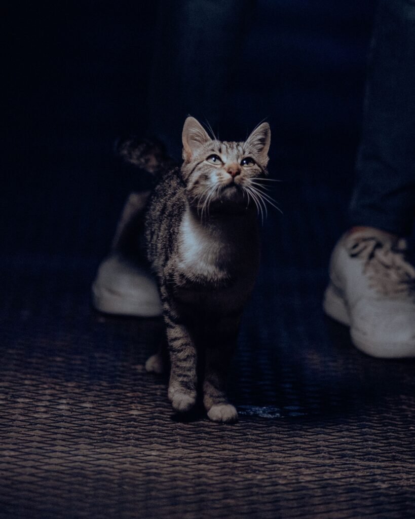 Tabby cat looking up beside white trainers with a person's feet nearby