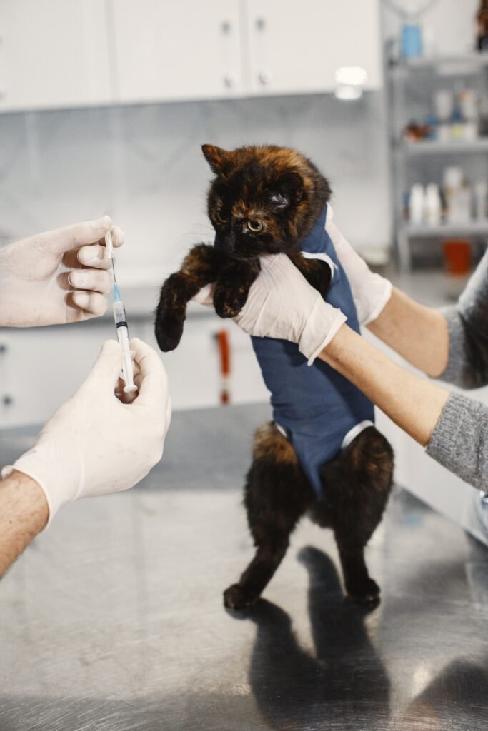 Tortoiseshell cat being prepared for vaccination in a veterinary clinic