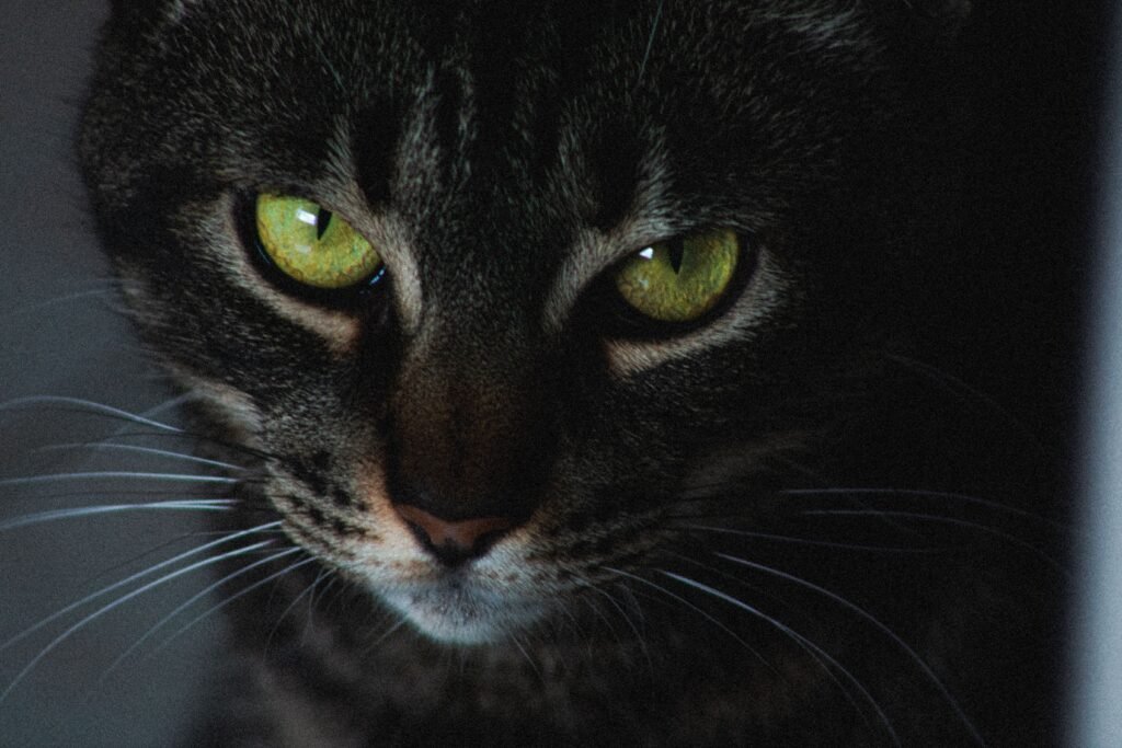 Freeze and stare — close-up of a black cat with striking green eyes staring intently at the camera
