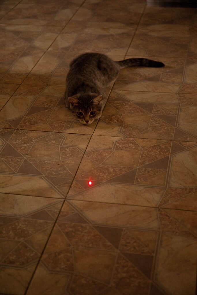 Cat crouched low in focused hunting posture while playing indoors