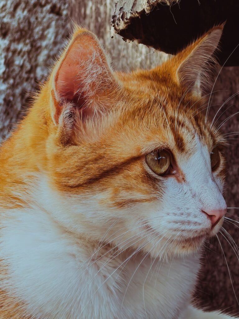 Cat with ears perked up listening intently to a distant sound