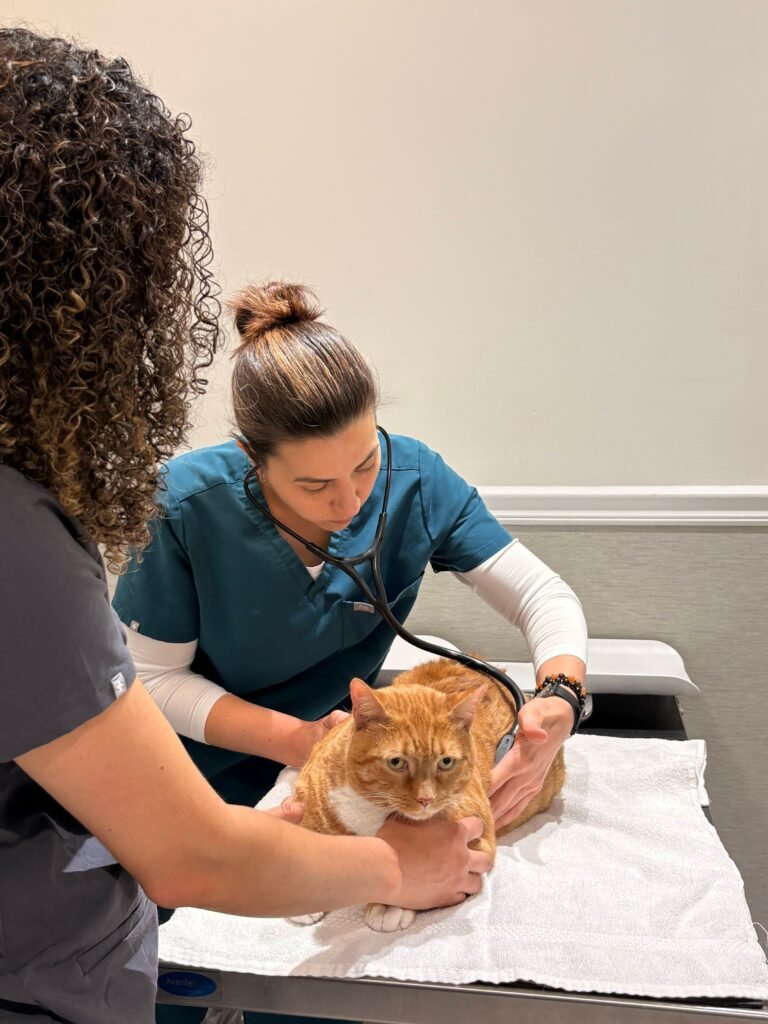 Veterinarian gently examining a cat during a check-up at a clinic