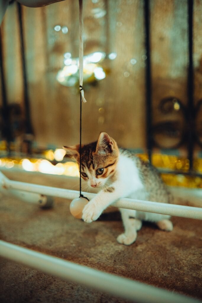 Cute kitten playing with a hanging ball toy indoors