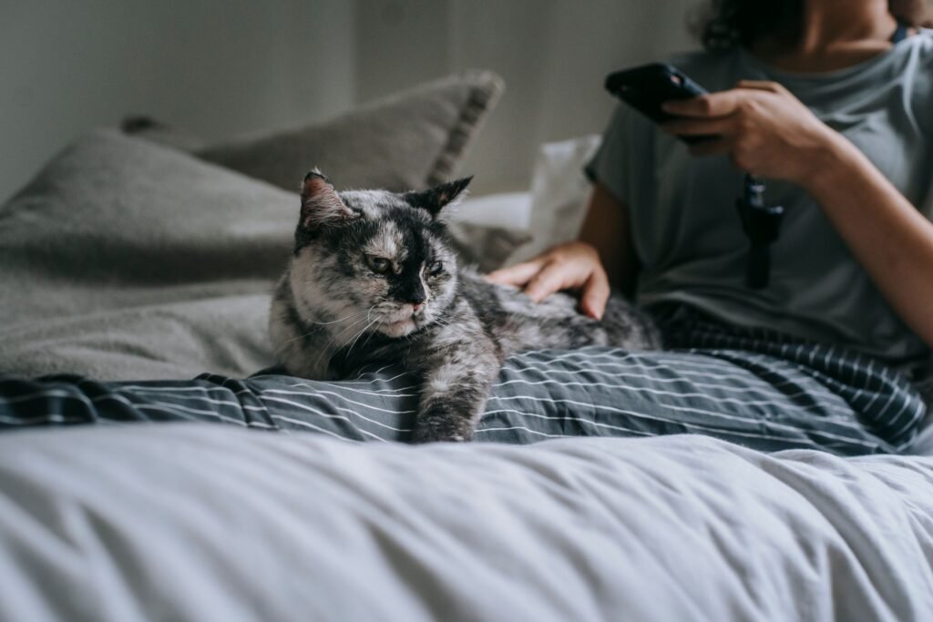 Person lying on bed using a smartphone with a dappled cat beside them