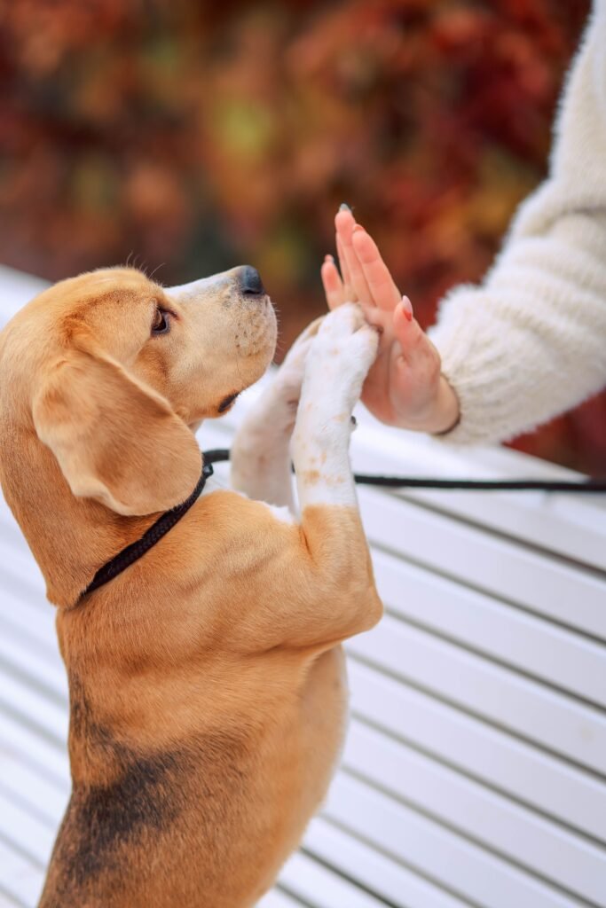 Adorable beagle puppy giving a high five to its owner during training