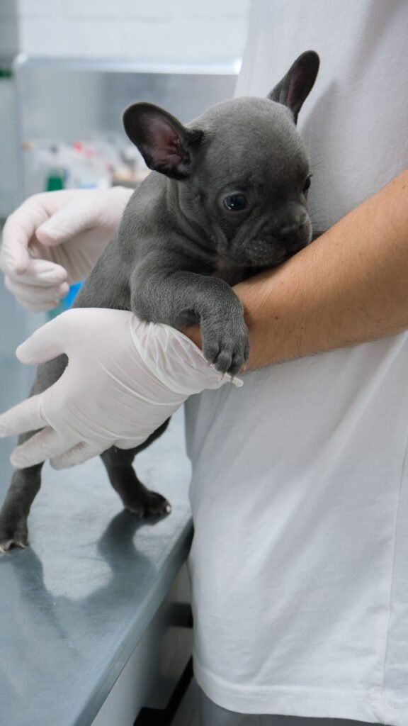 Cute French Bulldog puppy being cared for by veterinary staff wearing gloves