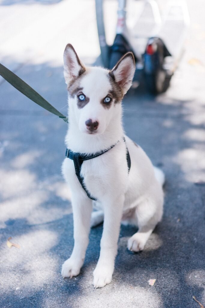 Siberian Husky puppy sitting on a pavement wearing a harness with a leash