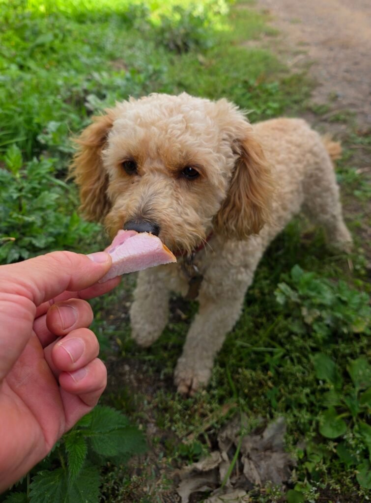 Small poodle puppy eagerly taking a treat from a person's hand in a park