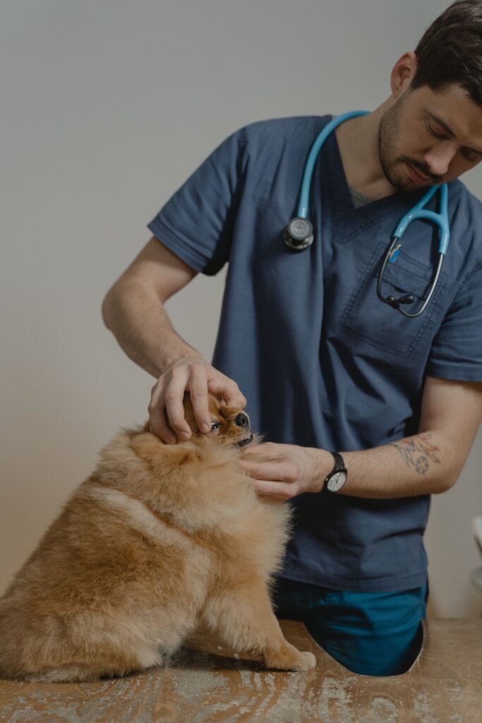 Veterinarian in blue scrubs gently examining a fluffy brown dog in a clinic