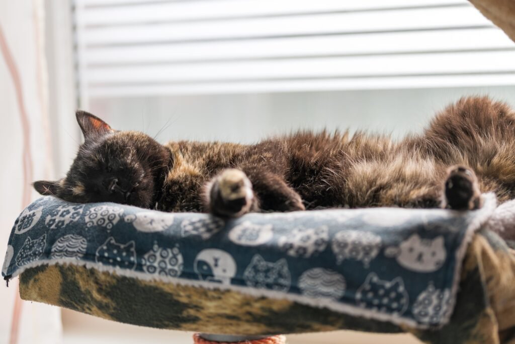 Black cat sleeping peacefully alone on a patterned blanket by a window